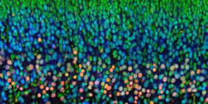 一宝Taylor-BlakeGiuliafrago