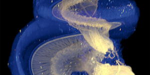 Gerbil Cochlea从DrsHutson和Fitzpatrick